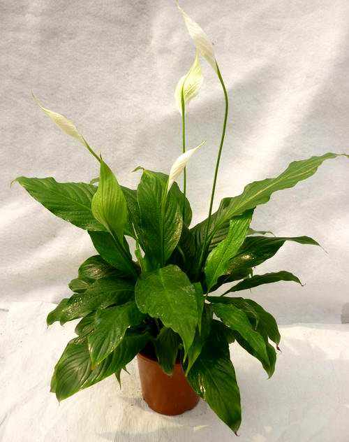 白掌的养殖方法