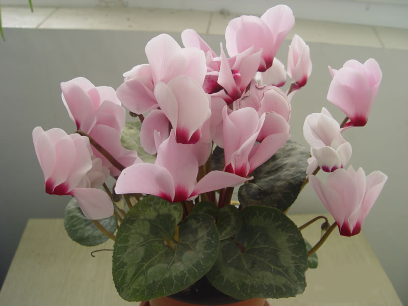 催旺桃花运风水